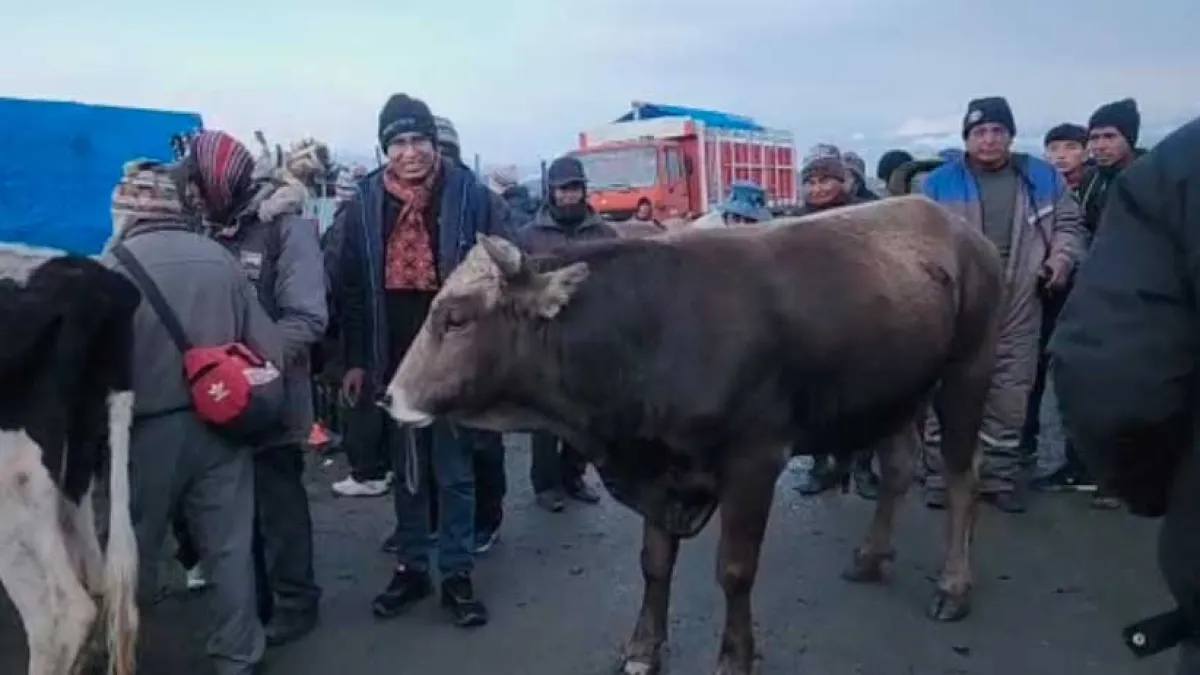 Senador Condori vende un toro a Bs10.500 para pagar su gira en procura de bajar salarios parlamentarios